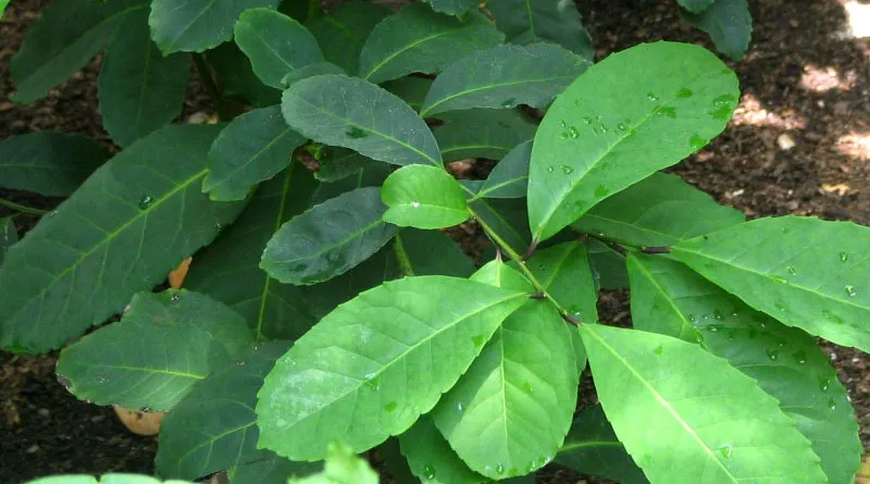 Ilex_paraguariensis_CCUSBotanicGarden1.jpg