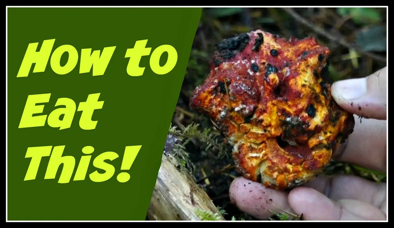 x lobster mushrooms how to 7.jpg