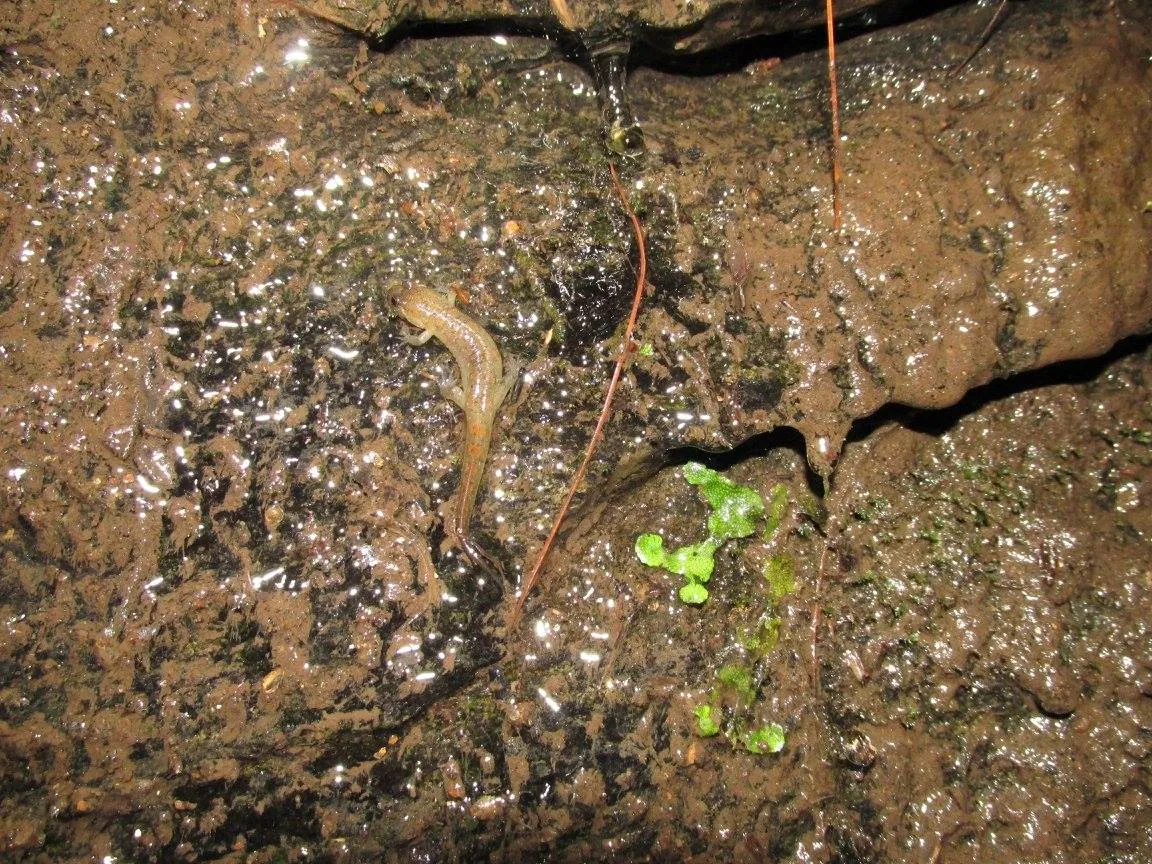 Seal_Salamander_Desmognathus_monticola.jpg