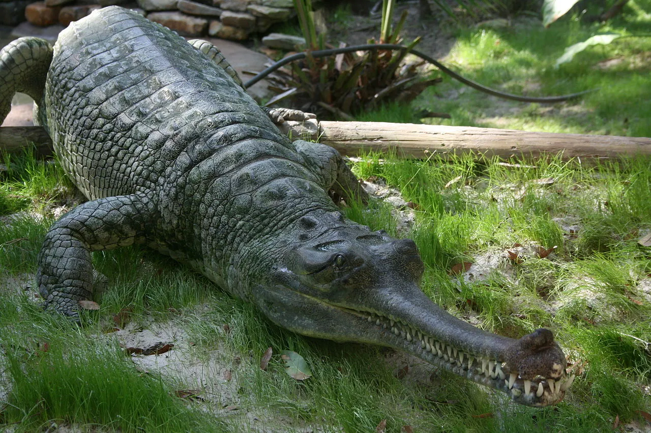 1280px-Indian_Gharial_Crocodile_Digon3.JPG