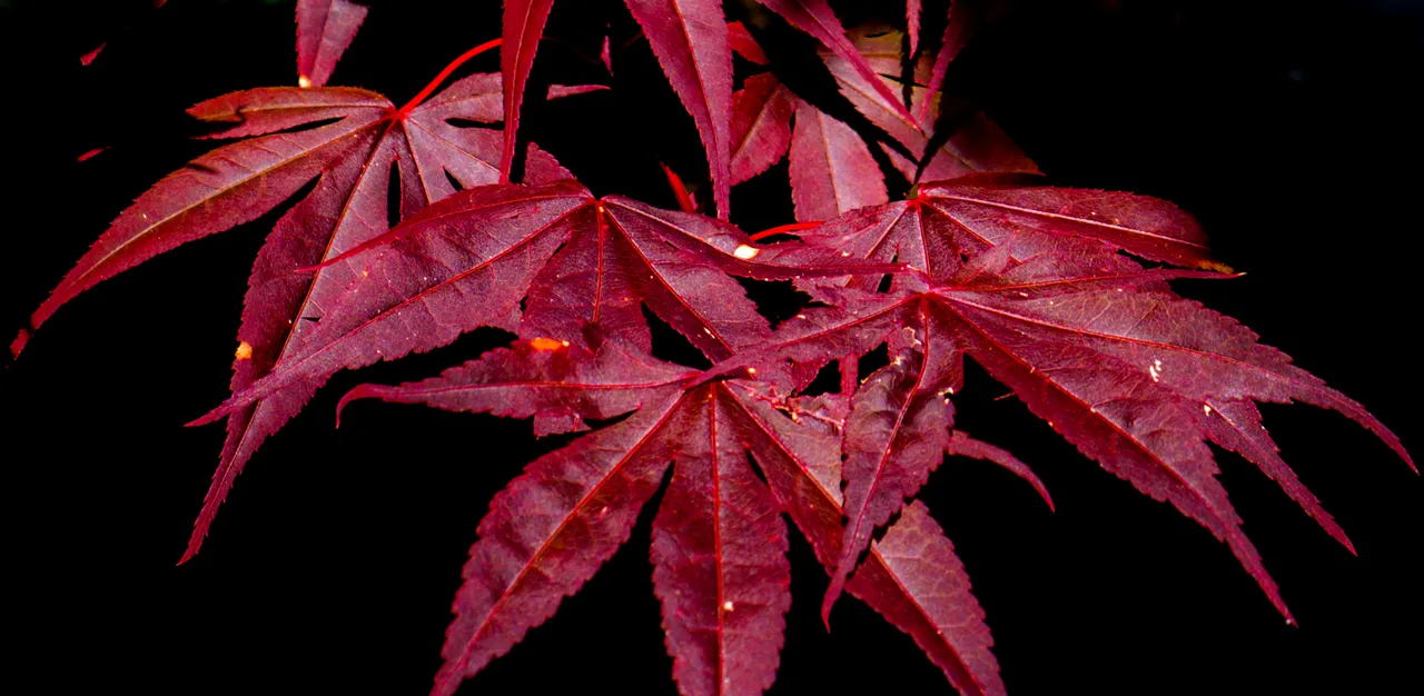 RED_TREE_LEAVES_ON_BLACK__PS__P1080801.jpg