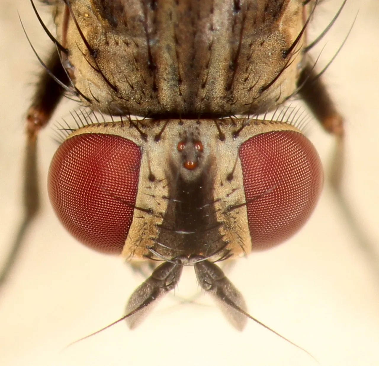 1280px-House_Fly_Eye_Closeup_(cropped).jpg