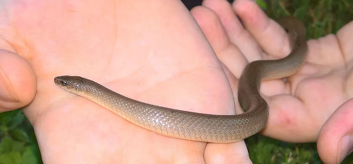 Rough_Earth_Snake_(Virginia_striatula).jpg