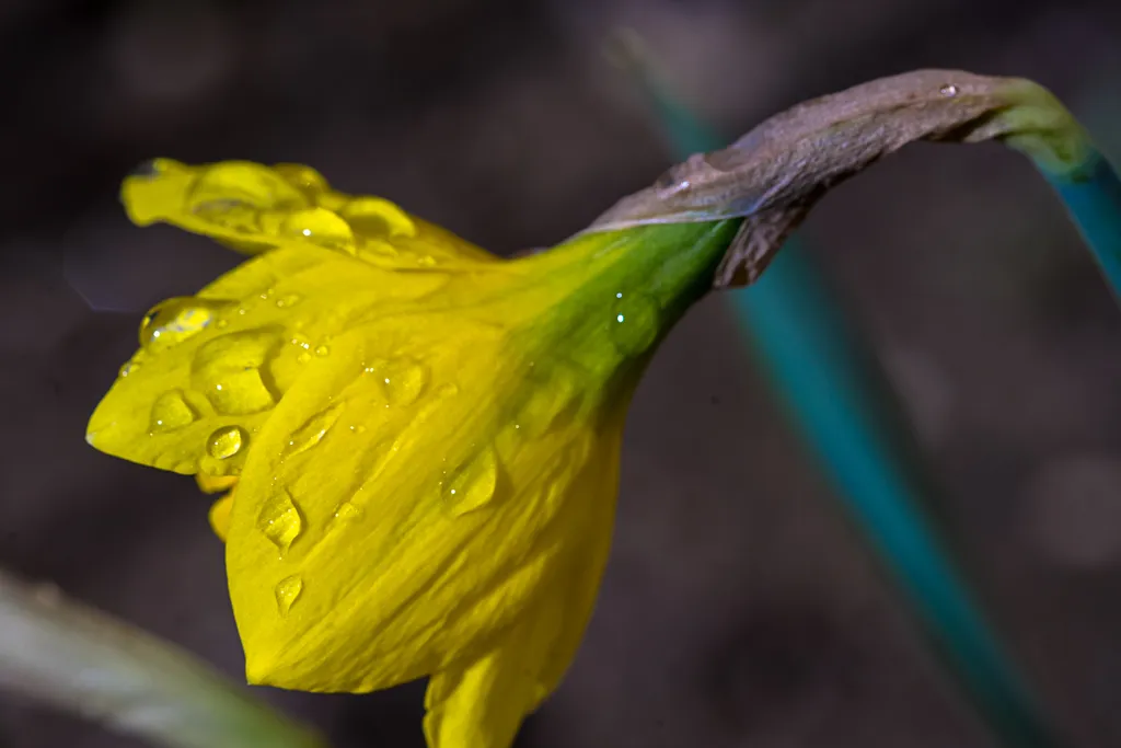 30-03-2018-flowers-sigma105-02889 n7.jpg