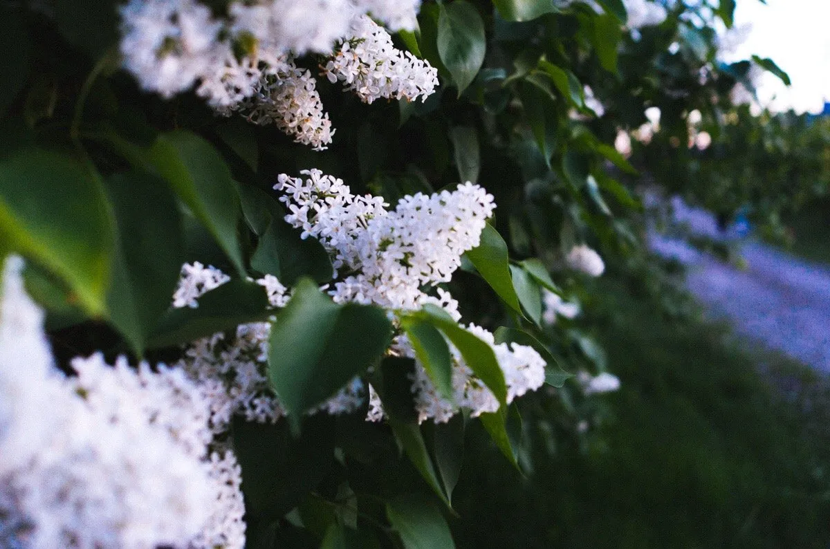 03ede26e-830d-40f2-b35c-75da18c44364.jpeg