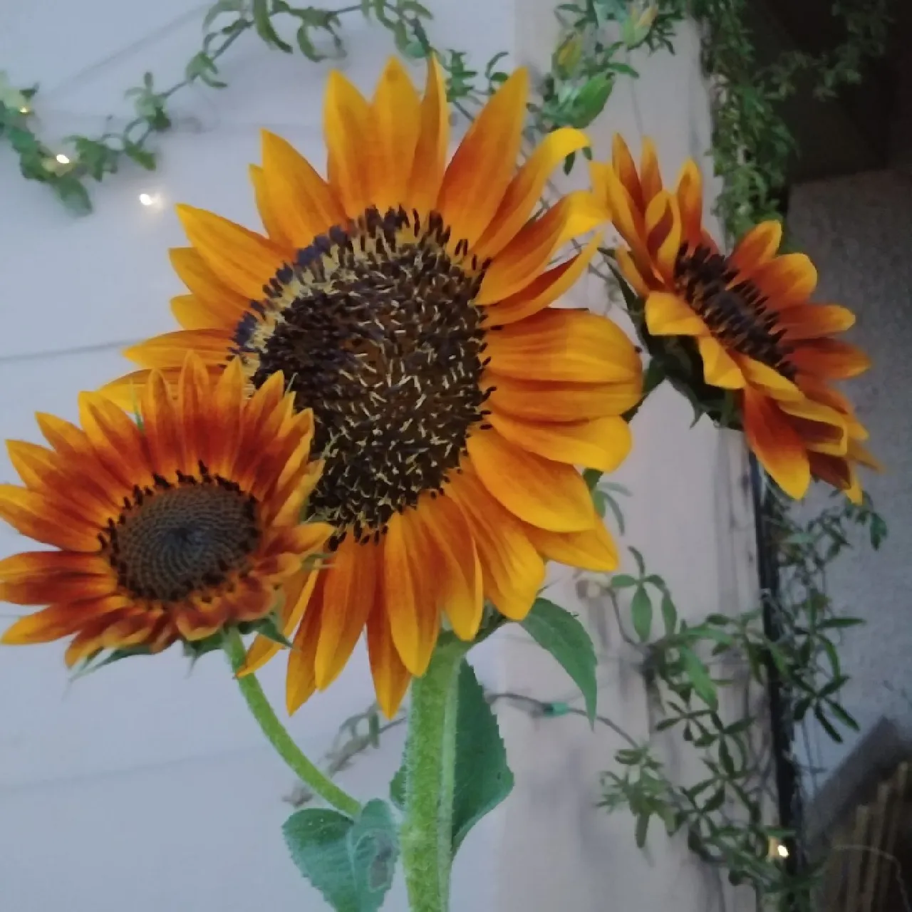 066c53ff-0165-42ee-83fd-194ff08032ed.jpeg