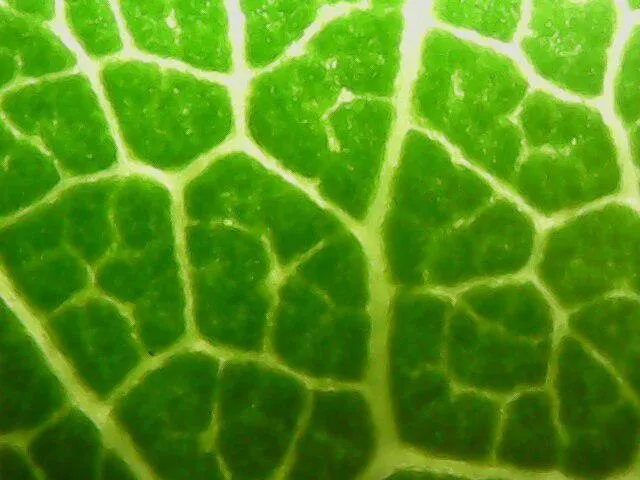 0b248792-568d-4ba2-82b3-98a05d1b8ef2.jpeg