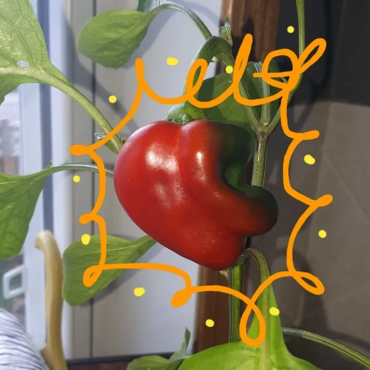 31136d41-ca84-482a-9e70-bd6e260e8047.jpeg