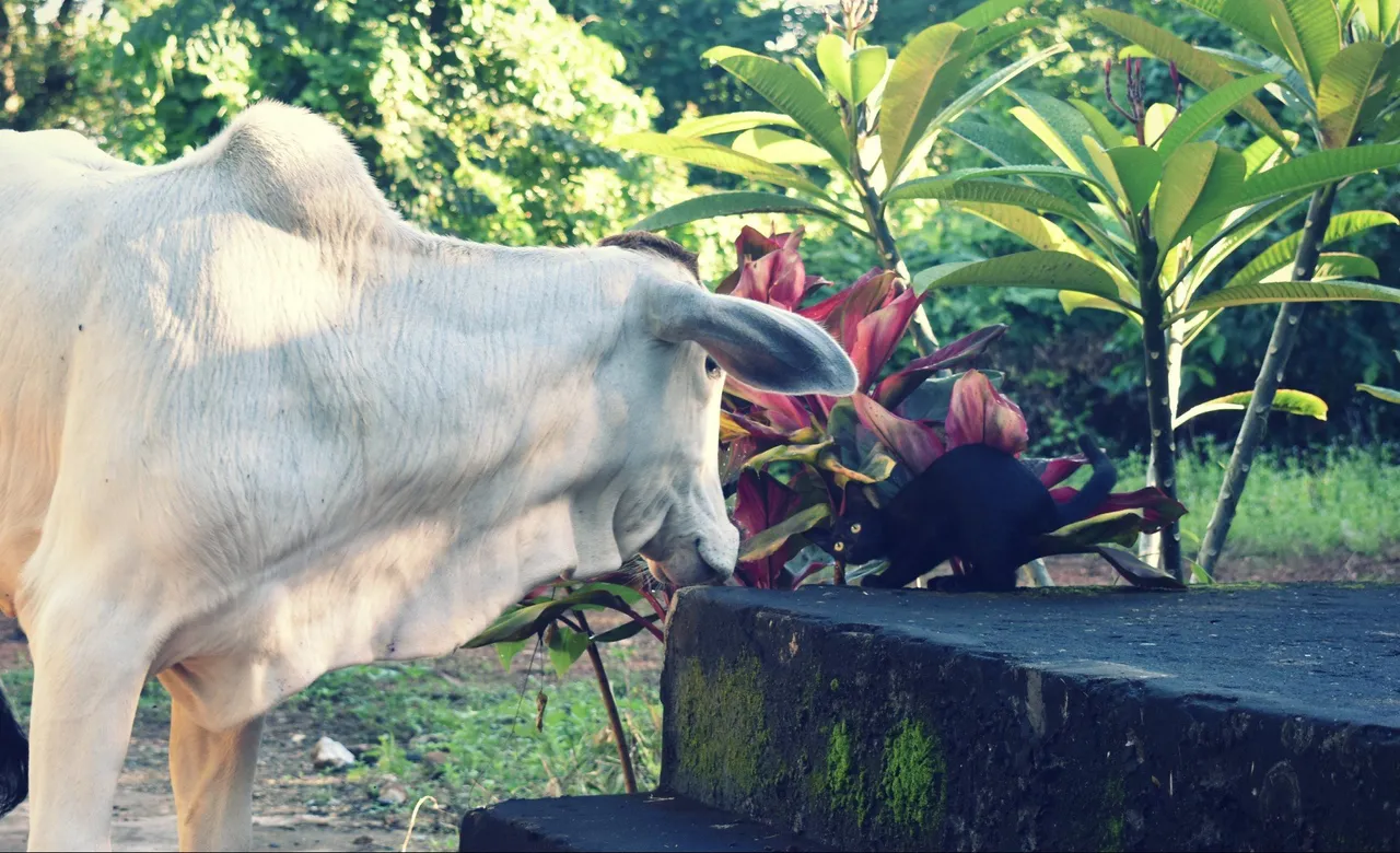 50d33052-9c33-47ac-9c44-16f8703d7501.jpeg
