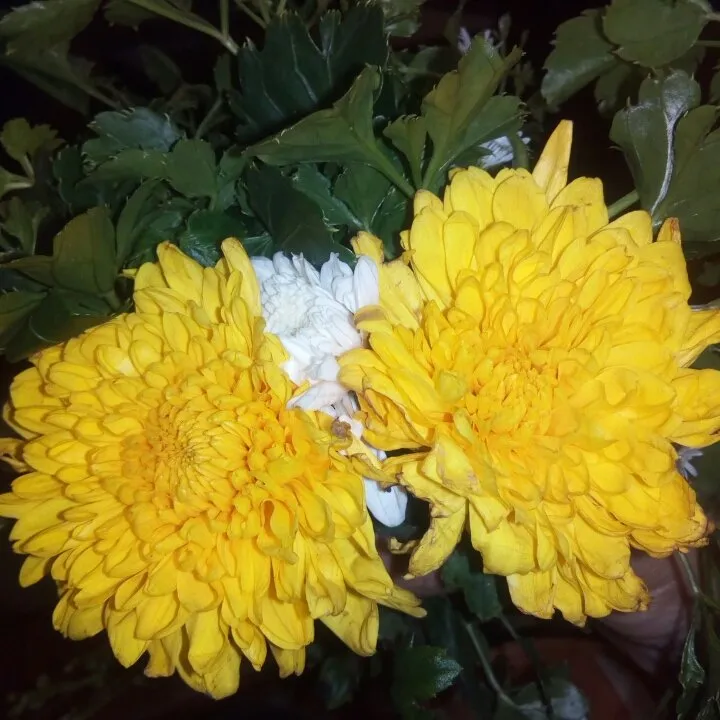 5a406caa-8ac3-47cf-835e-d042ef1900a8.jpeg