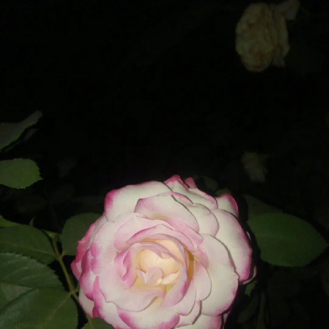 65027e85-7b1a-44f6-812e-135b1ff7d20e.jpeg