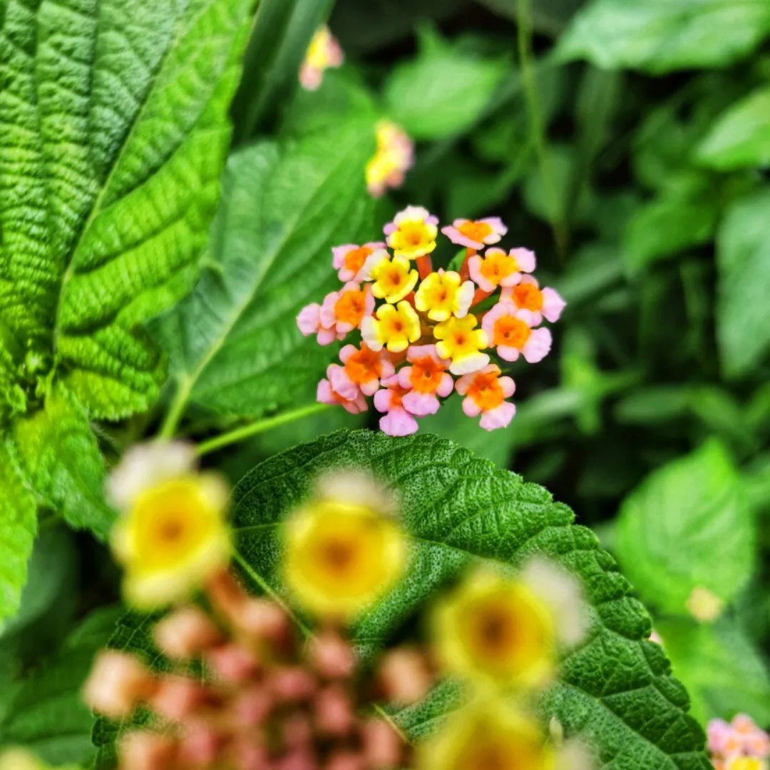 687b2f1d-1ddc-4ee9-a94c-caff68232690.jpeg