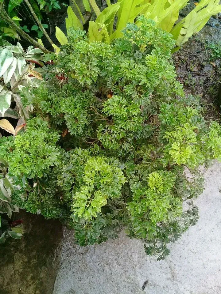 ae12c3da-b07a-40e5-a6d7-09a8a57ee7d1.jpeg