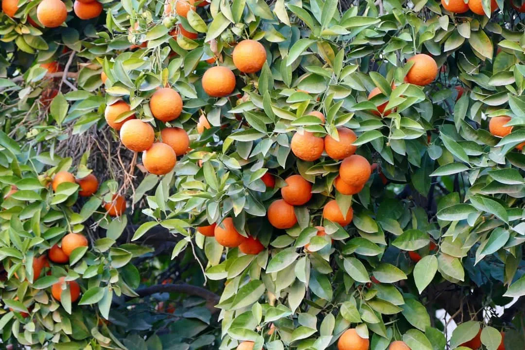 c892c043-b65d-445b-a6b7-a934d85bcc31.jpeg