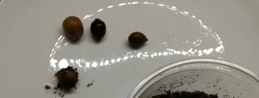 acorns