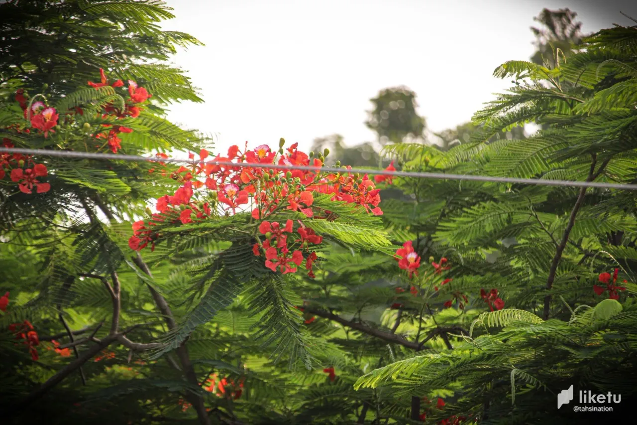 405opf2al3lncwd7_1653460121064.jpg