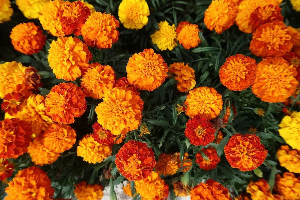 French Marigold