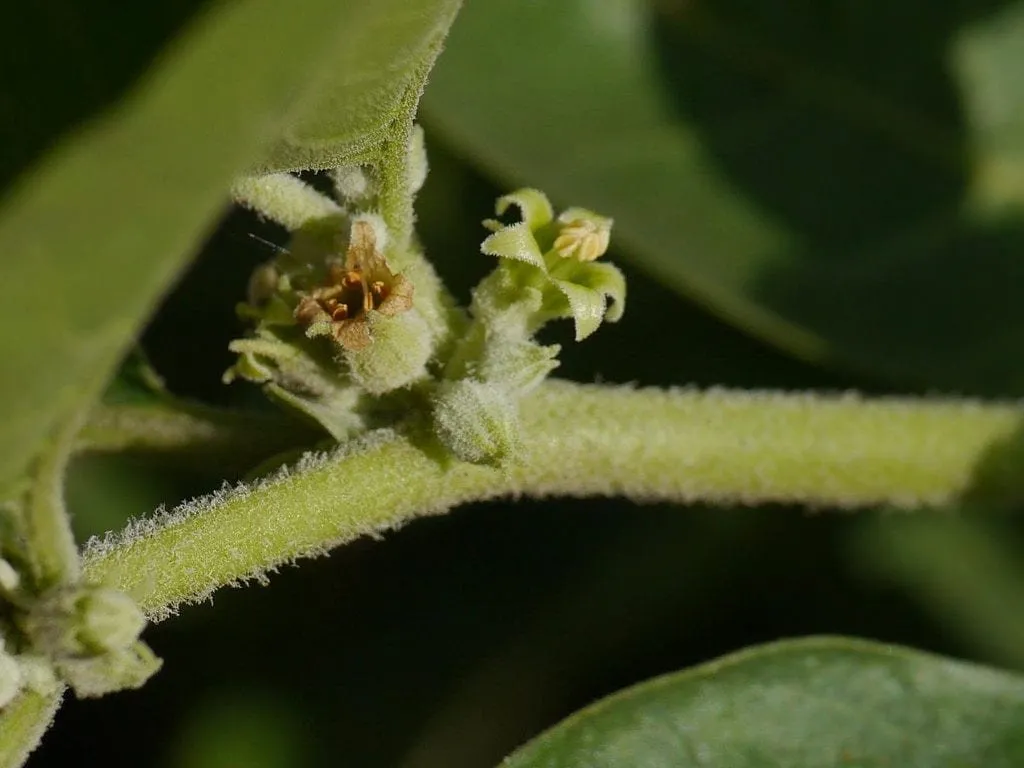 a picture of the Ashwagandha plant, used with modafinil