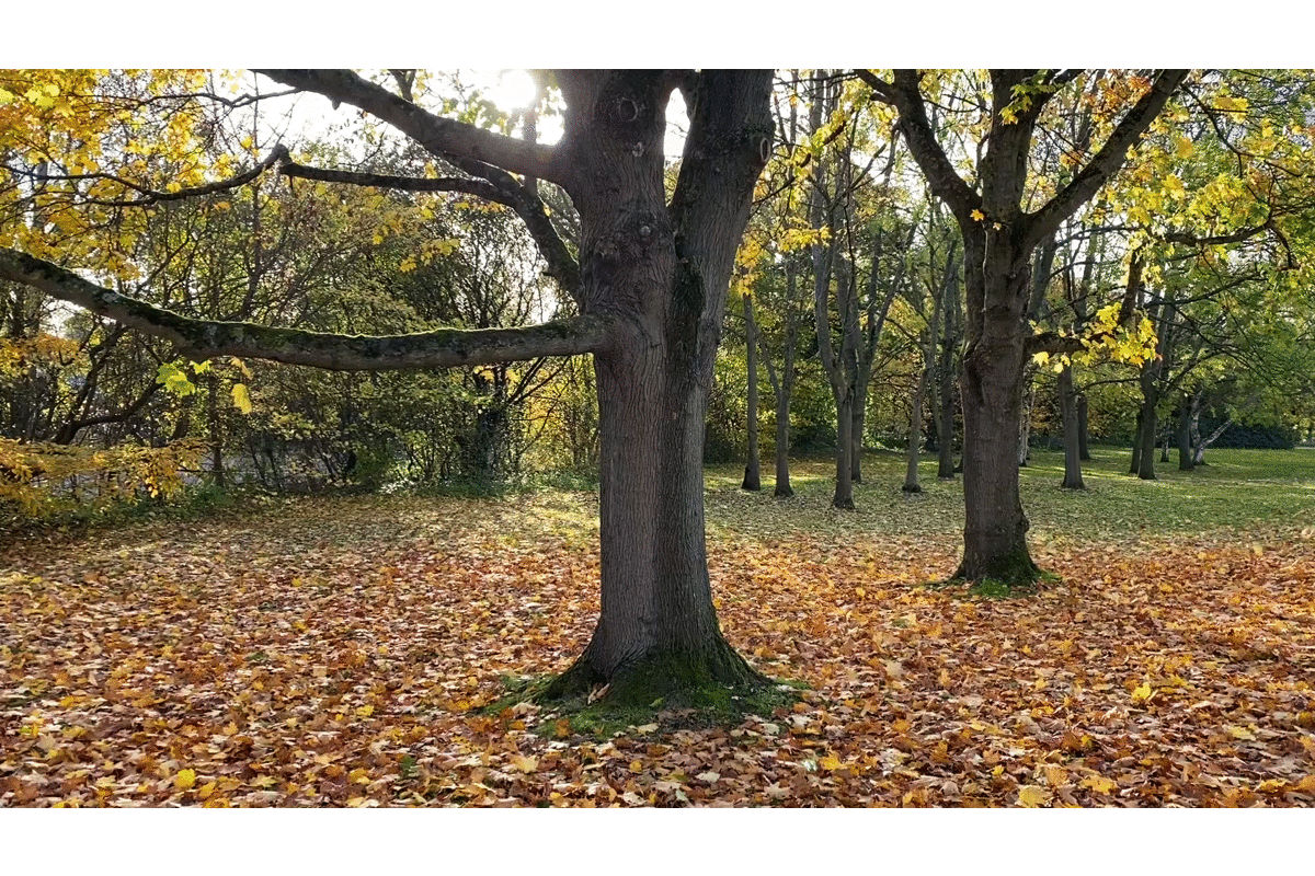 autumntrees.gif