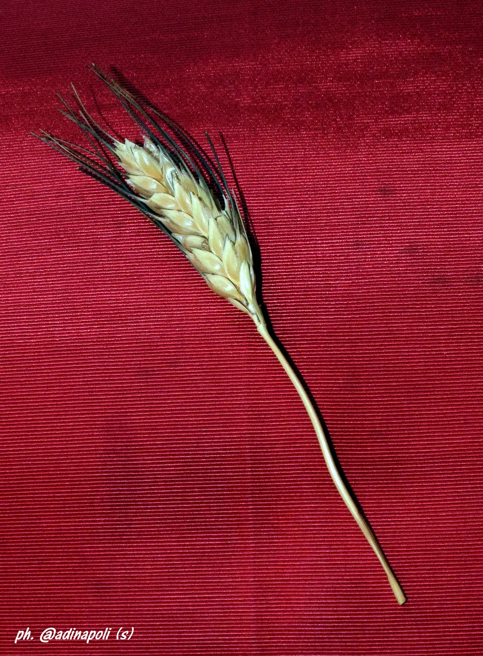 Wheat Grano.JPG