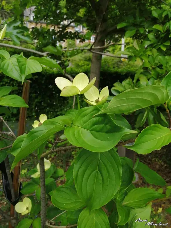 CornusfloridaL.png