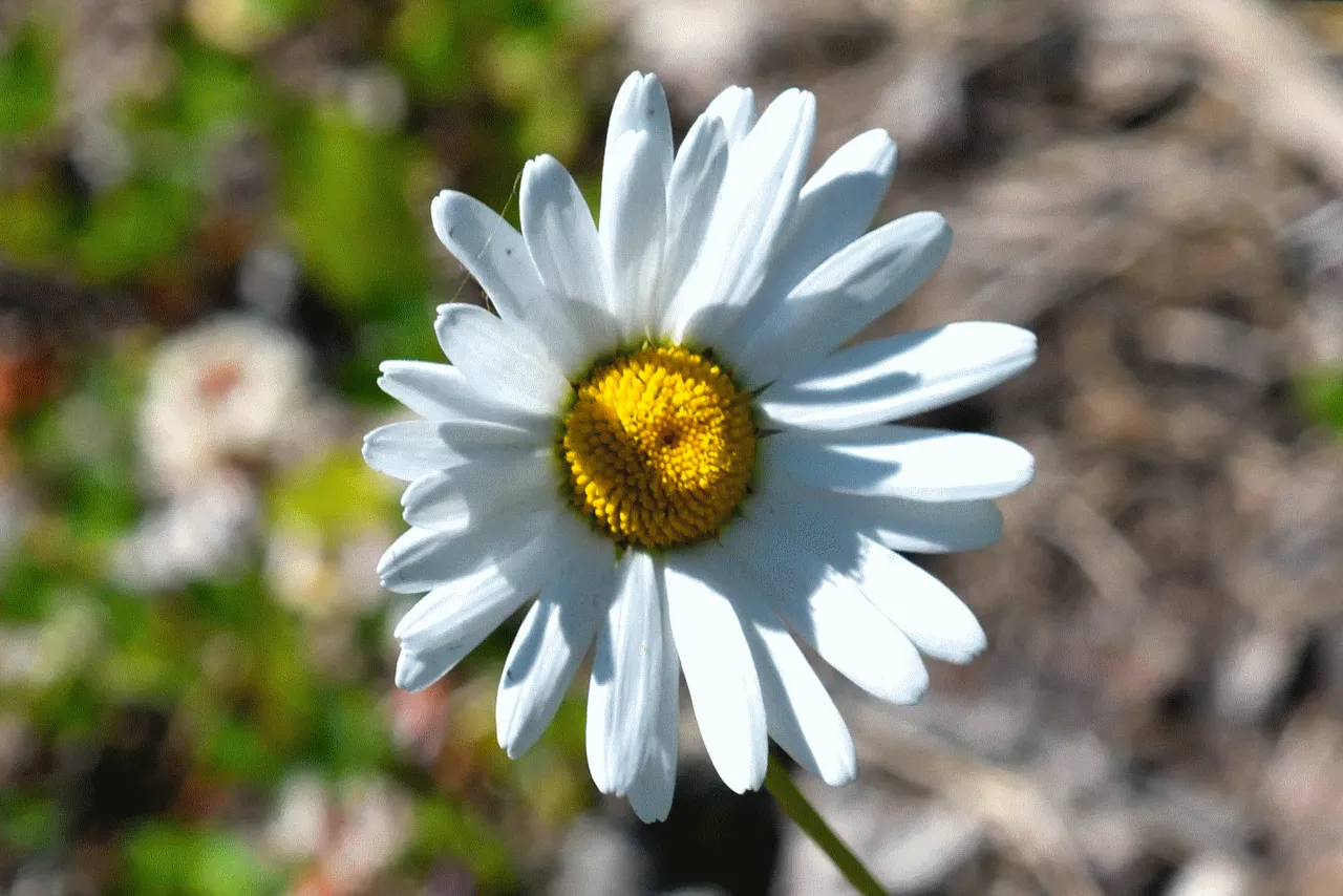 shasta daisy.png