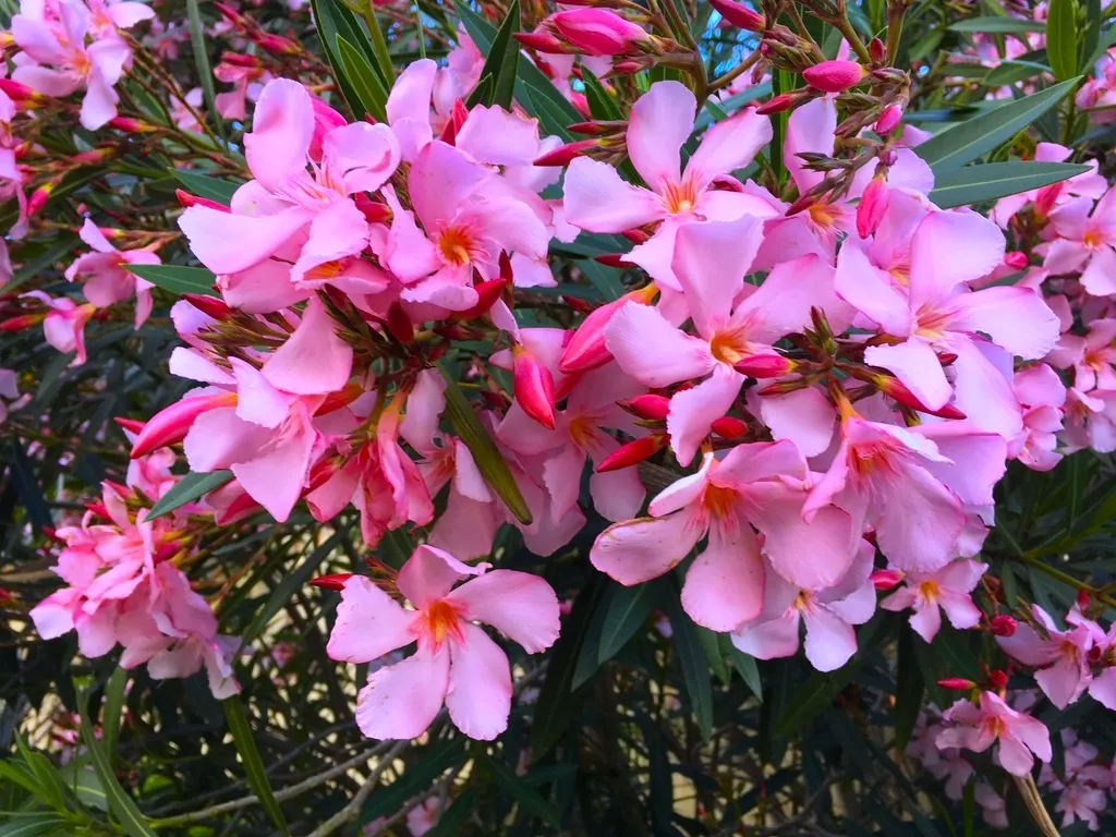 PINK1.jpg