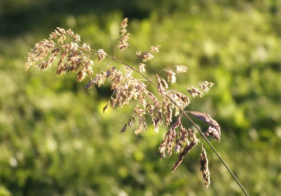 0204Grass2.jpg