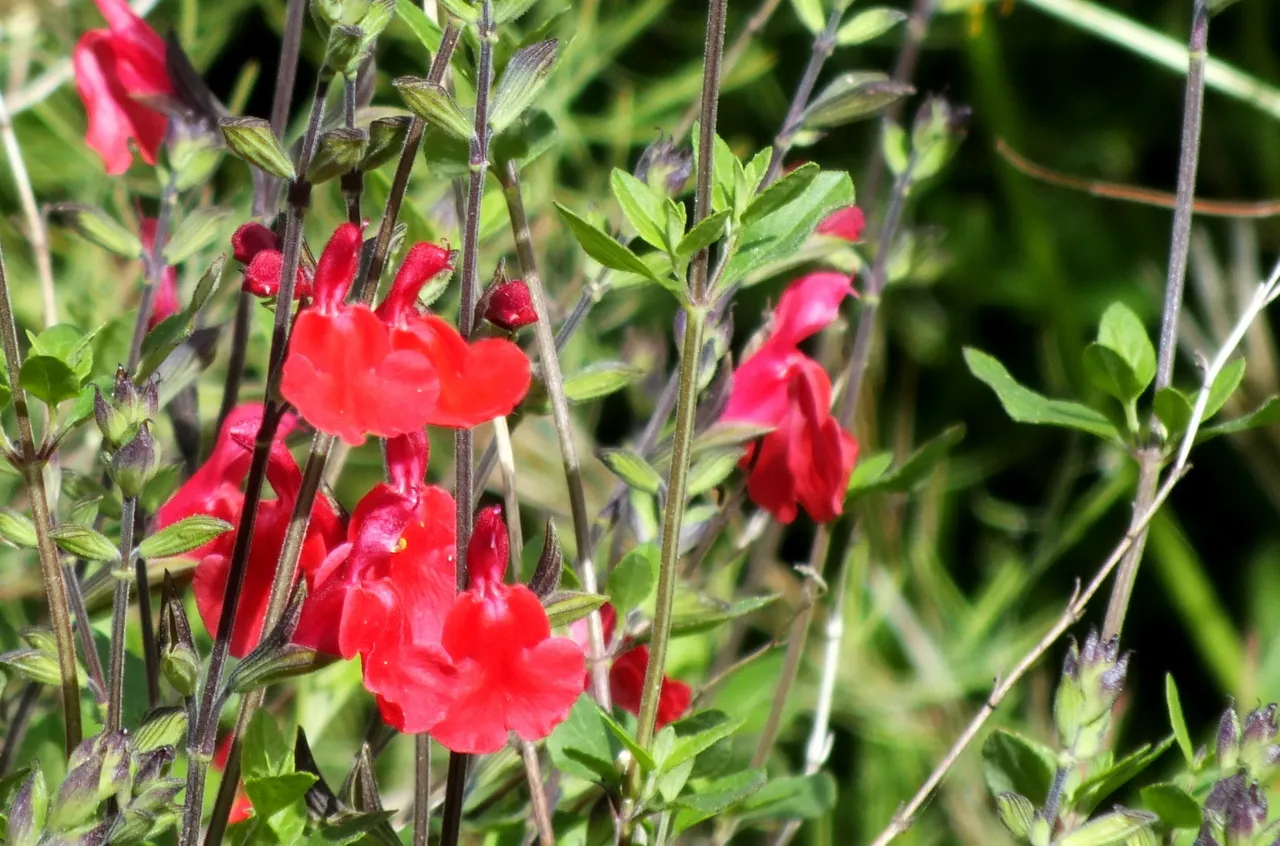 0052Salvia.jpg