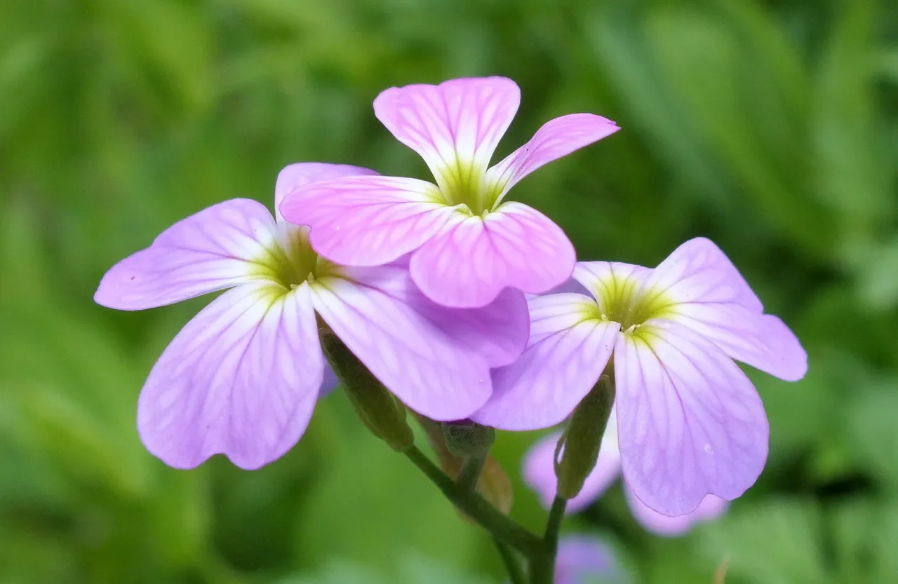 0098Purple.jpg
