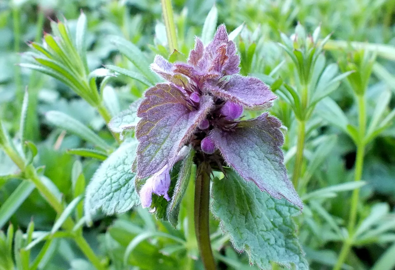0035Purple.jpg