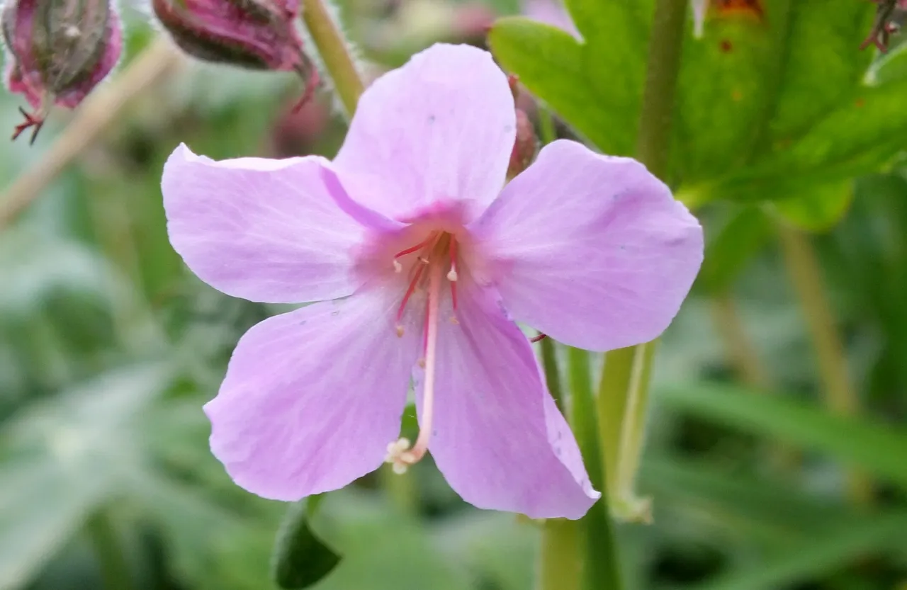 0050Purple.jpg