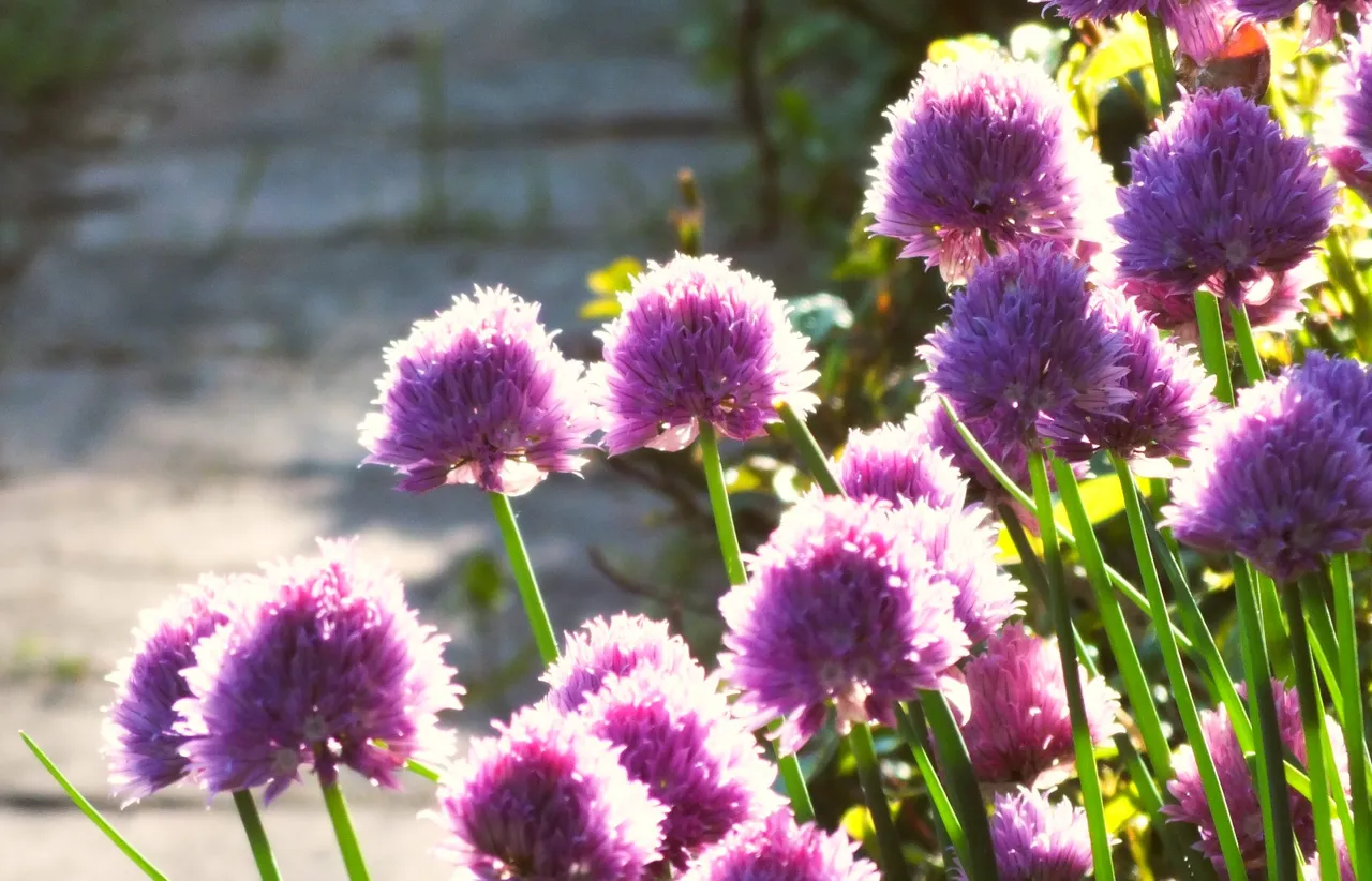 1381Chives.jpg