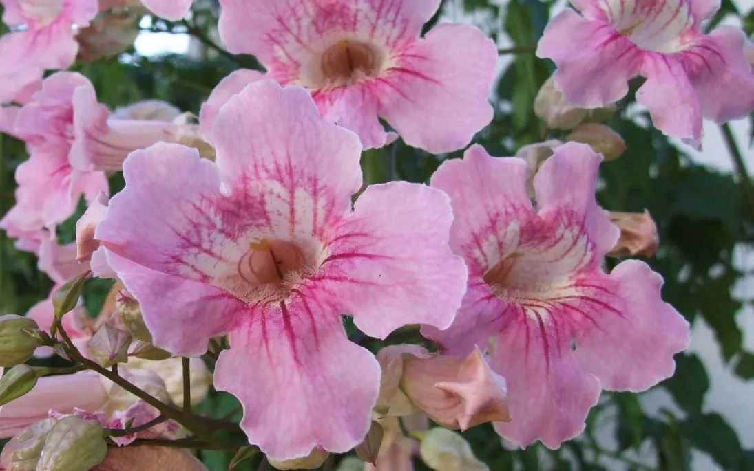 0916Fleurs.jpg
