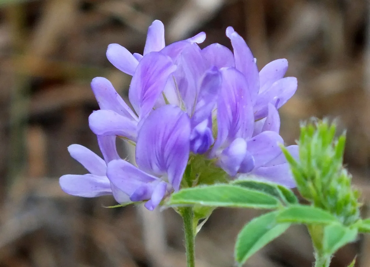 1166Lupine.jpg