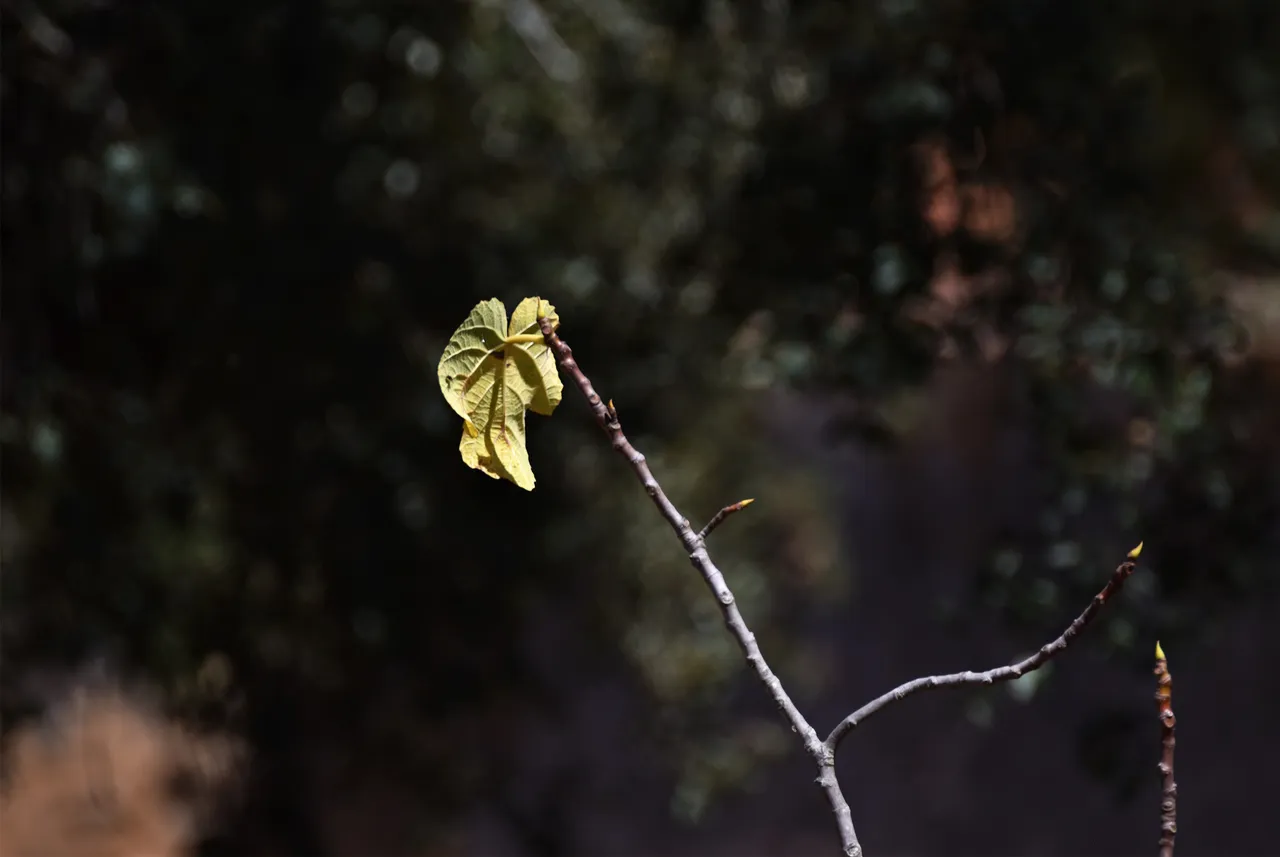 fig leaf bokeh.jpg