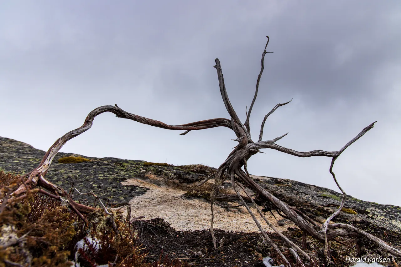 Olbogfjellet10.jpg