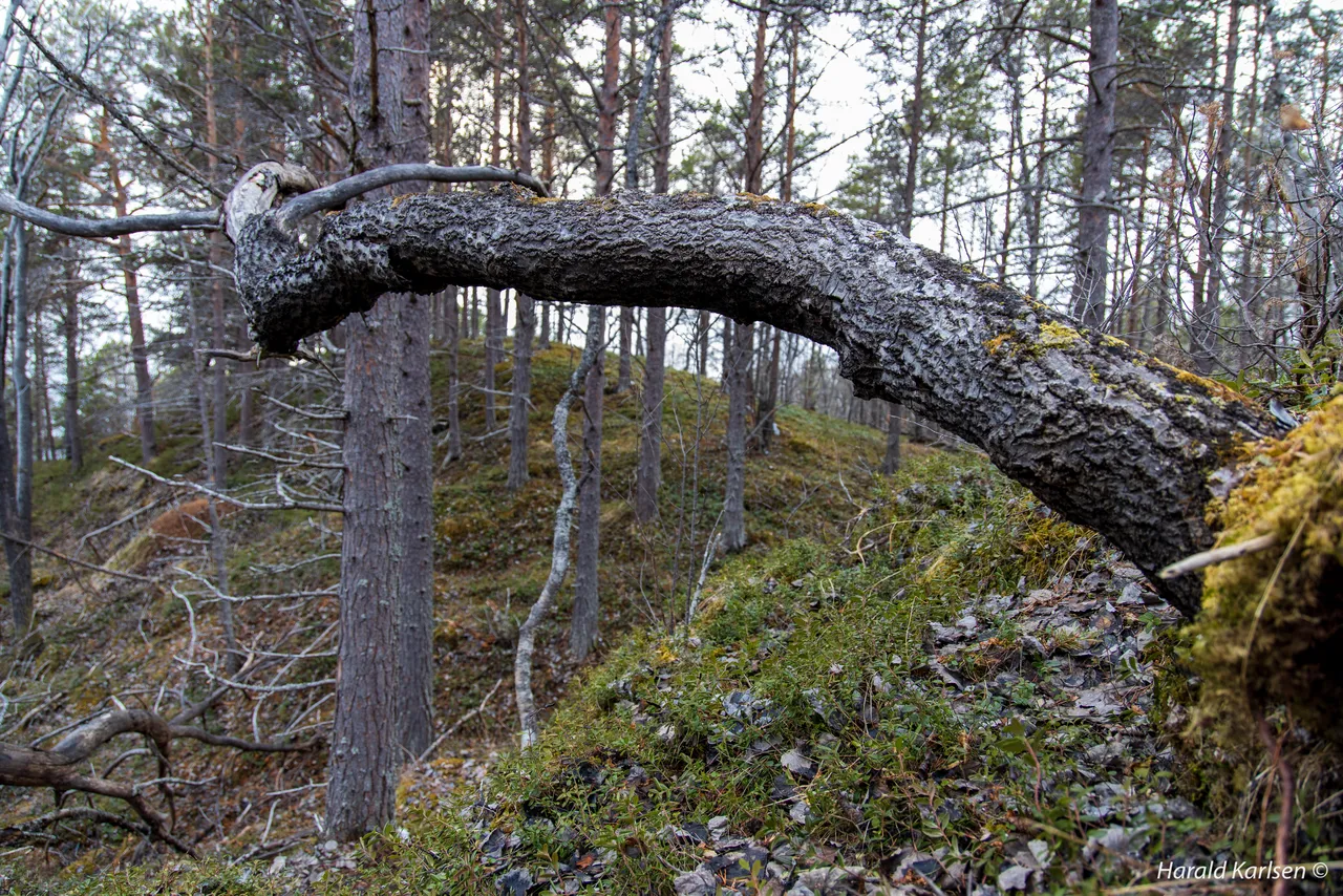 Olbogfjellet17.jpg