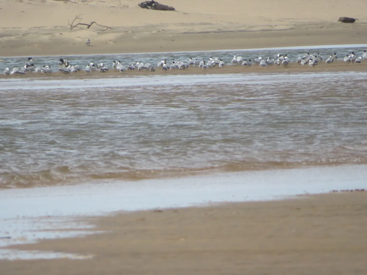 0976Terns.JPG