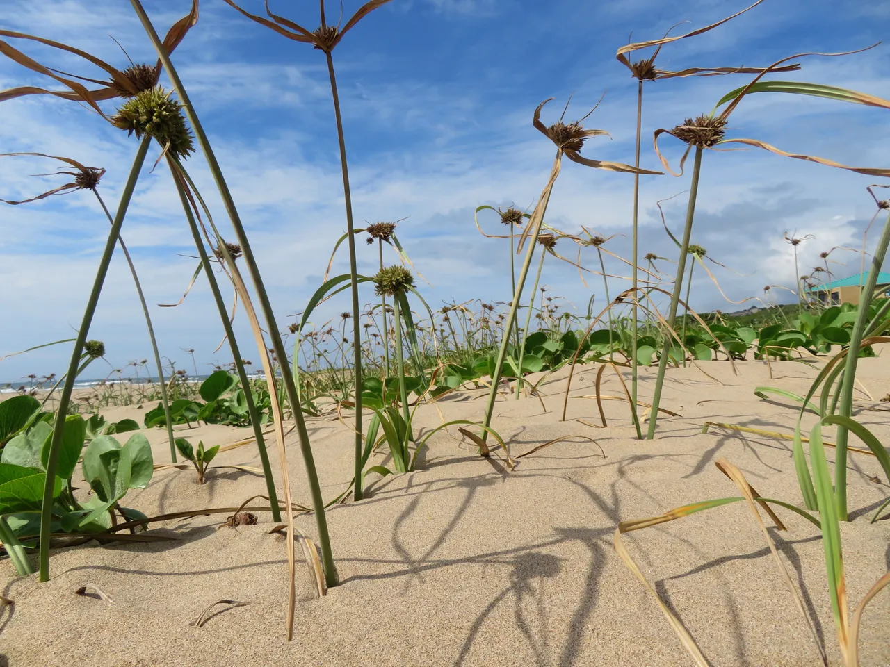 0962Beach.JPG