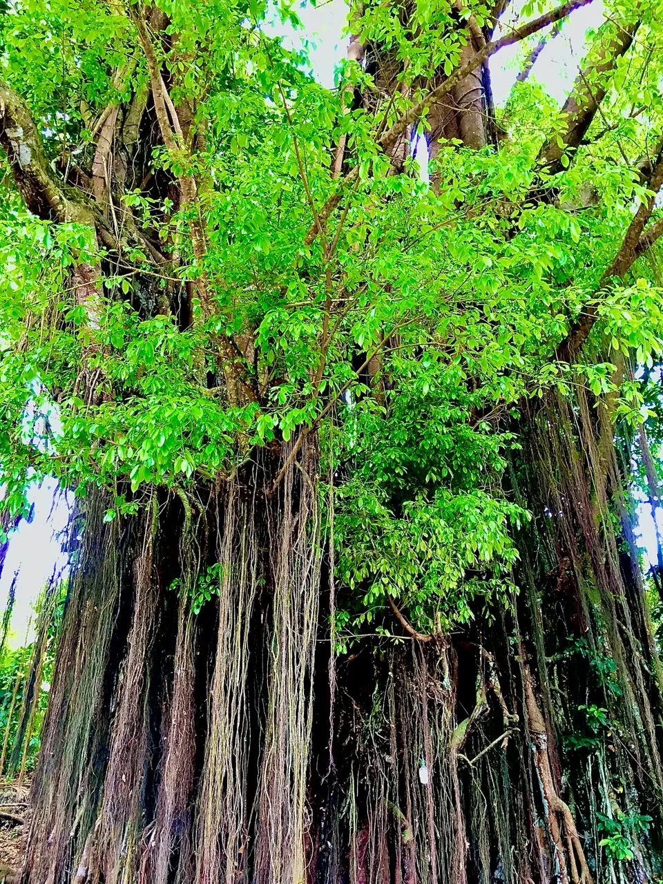 The centuries-old Balete tree stands tall. It's long thick vines extend