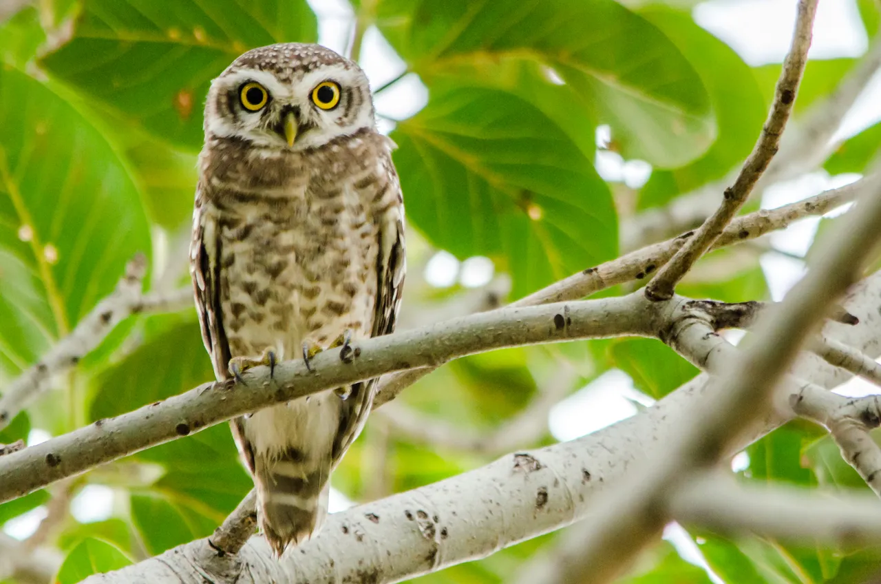 Bird 45.jpg