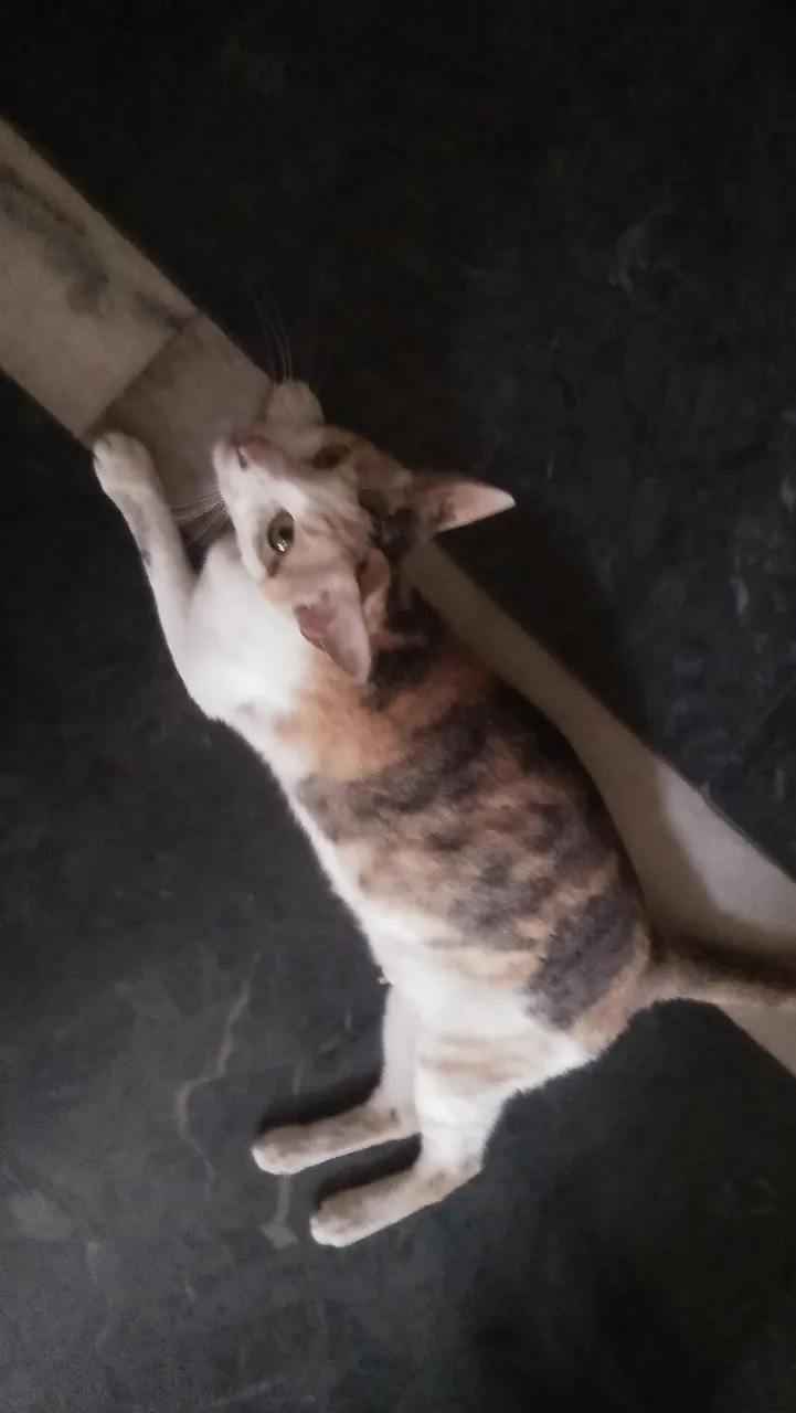 pregnantccat.jpg