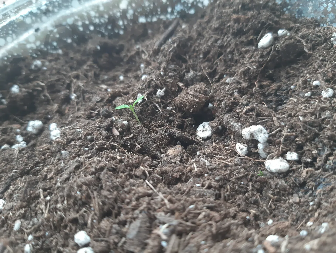 sprouting 2.jpg