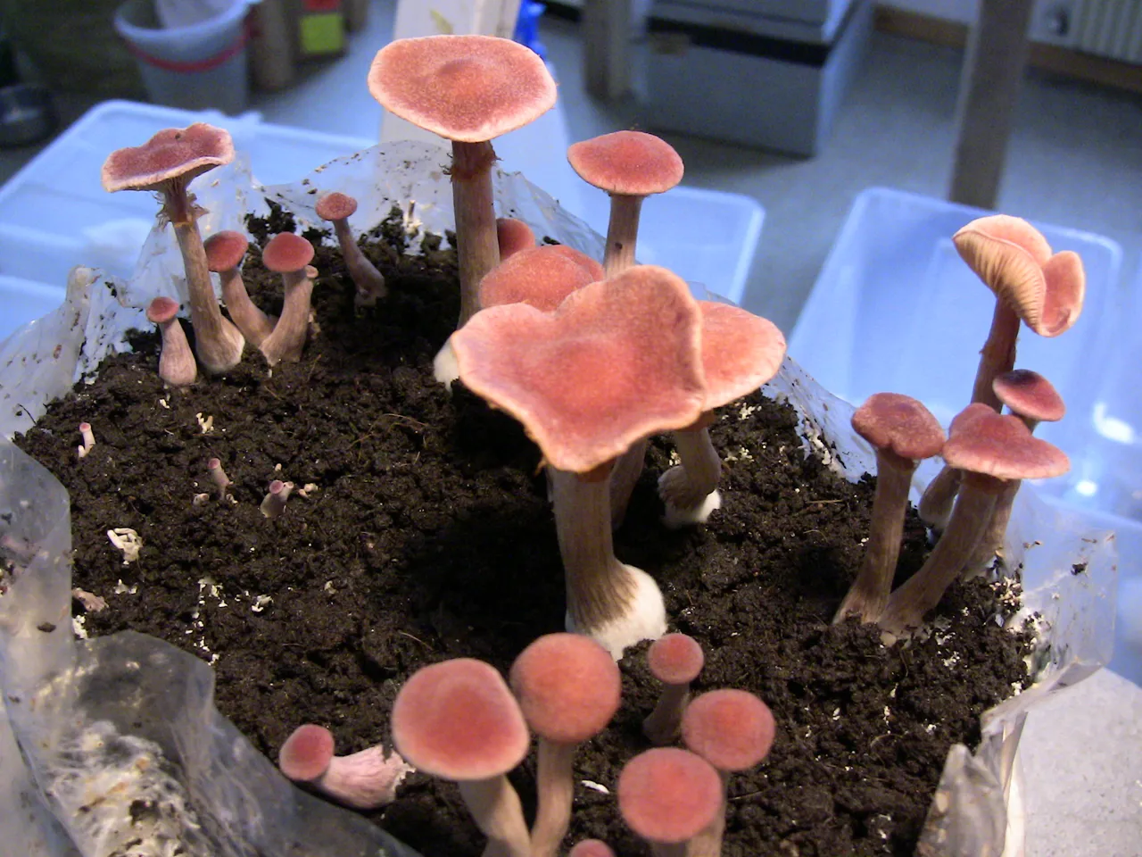 2009.06.14 2.JPG