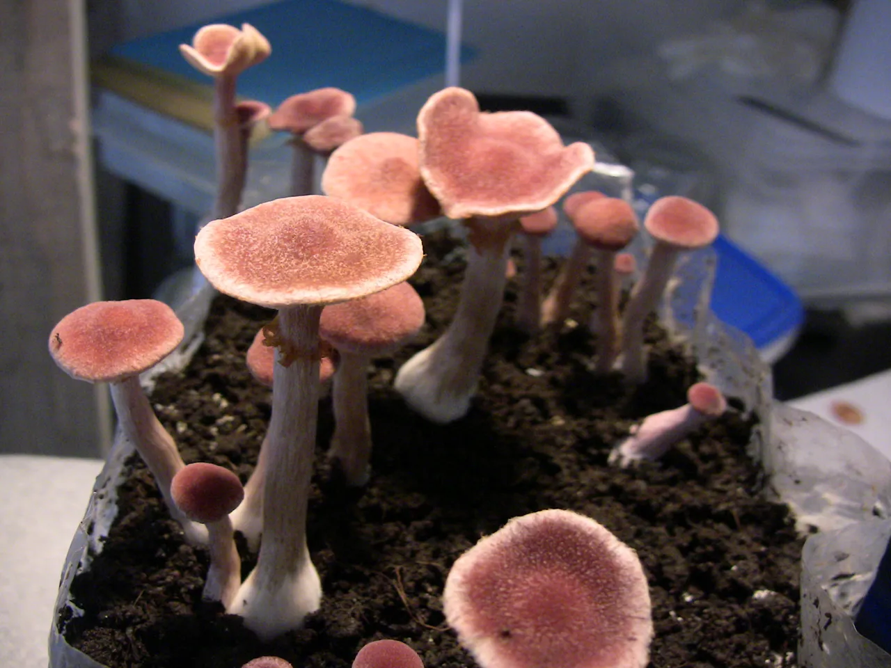 2009.06.14 3.JPG