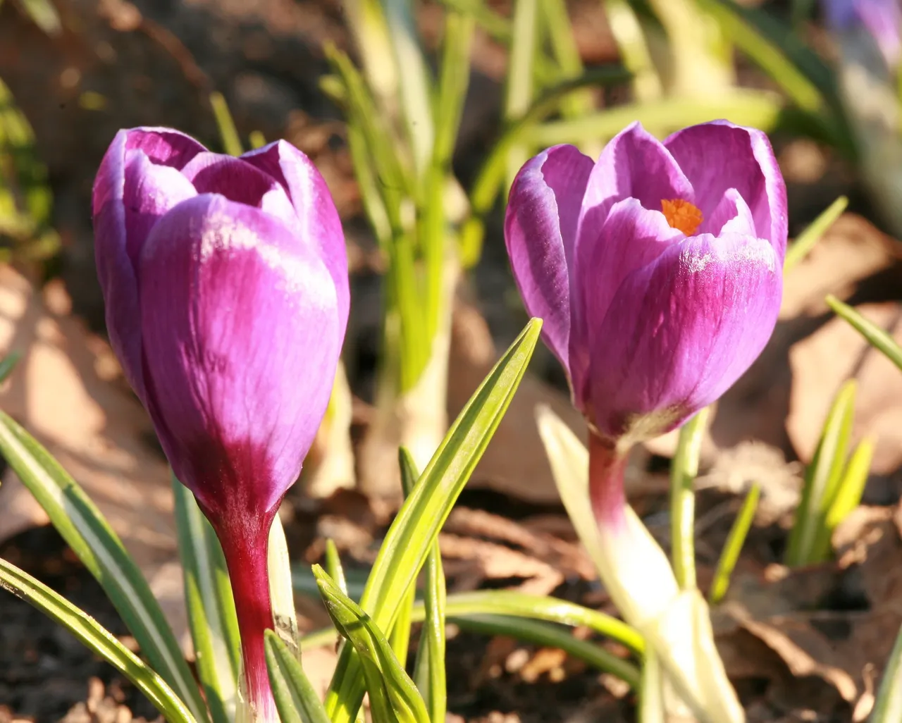 crocuses 9914.jpg