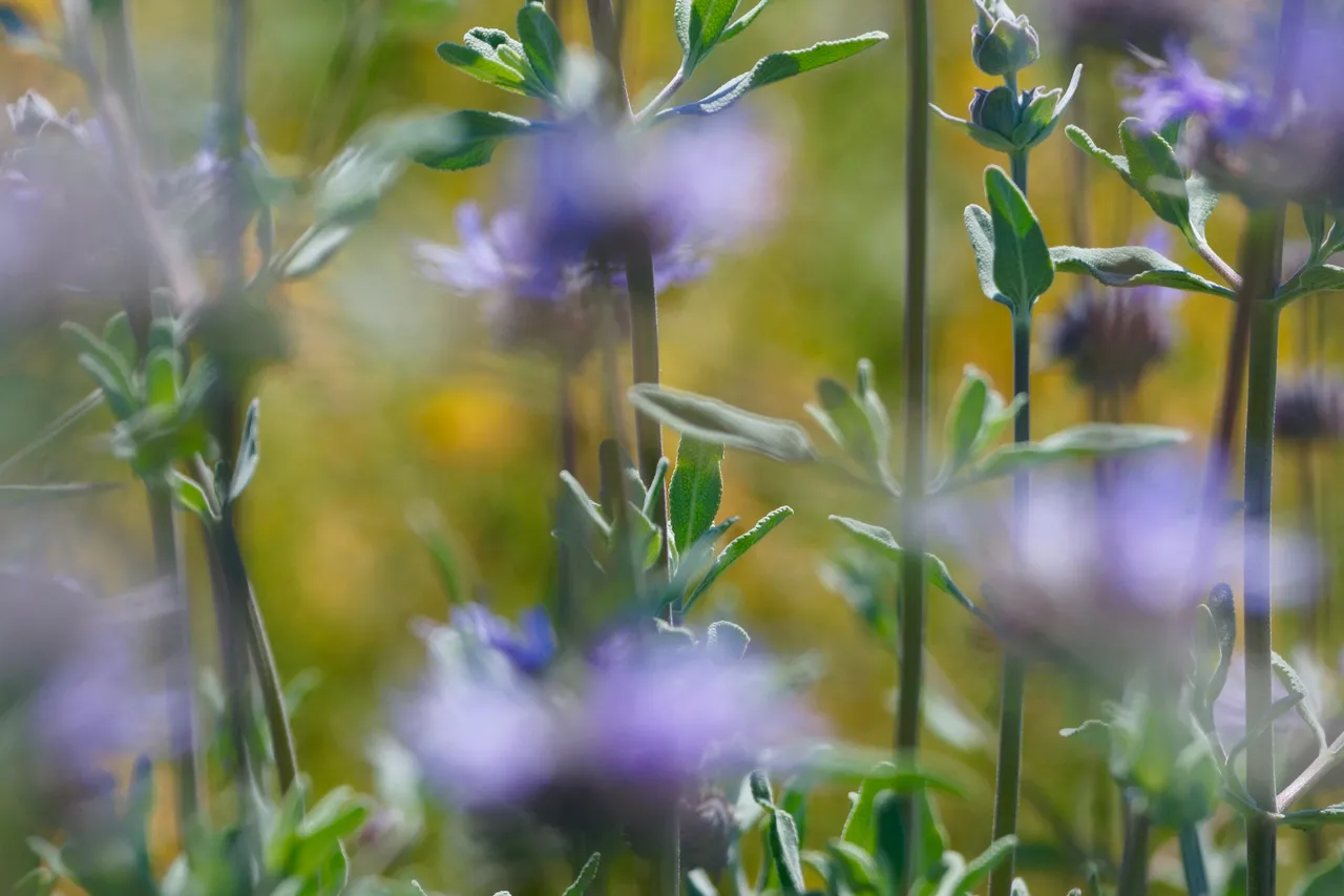 _DSC7259.jpeg