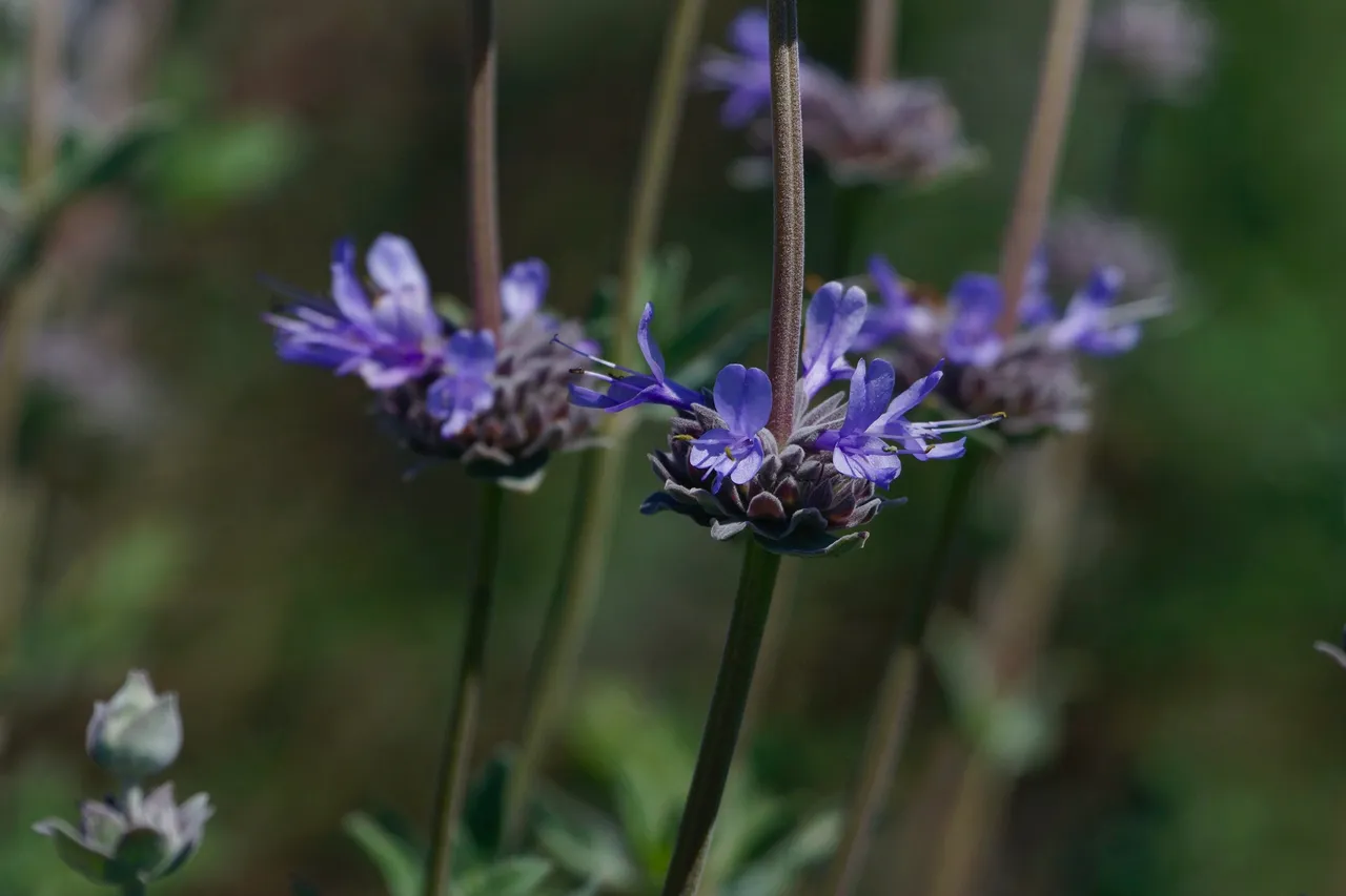 _DSC7250.jpeg