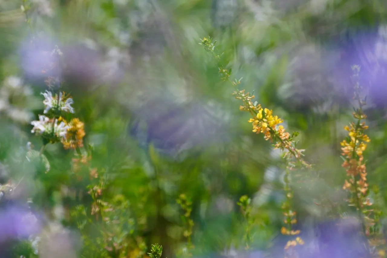 _DSC7265.jpeg